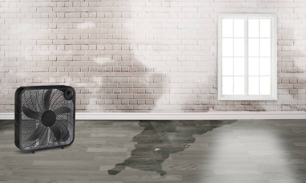 Best Commercial water damage restoration  in Port Royal, SC